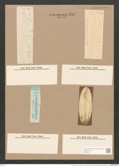 Pleurosigma var. curvulum (Kuetz) Grun. (de-Toni-Nr.: Genus 13, Species 1076) Zeichnungen Sammlung Grunow Nr. 1964 (NHMW-BOT-W0369107)